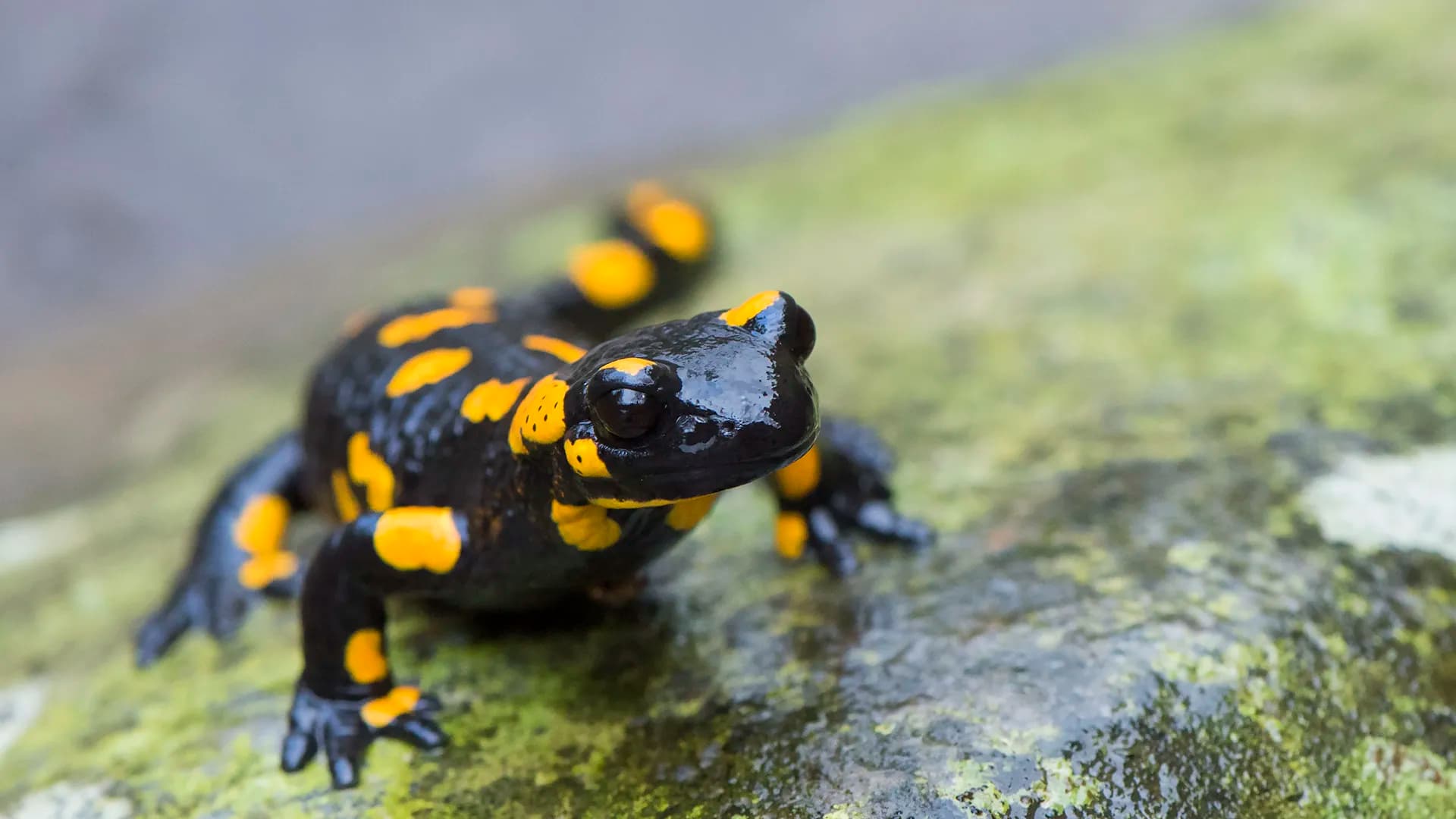 ScienceDaily